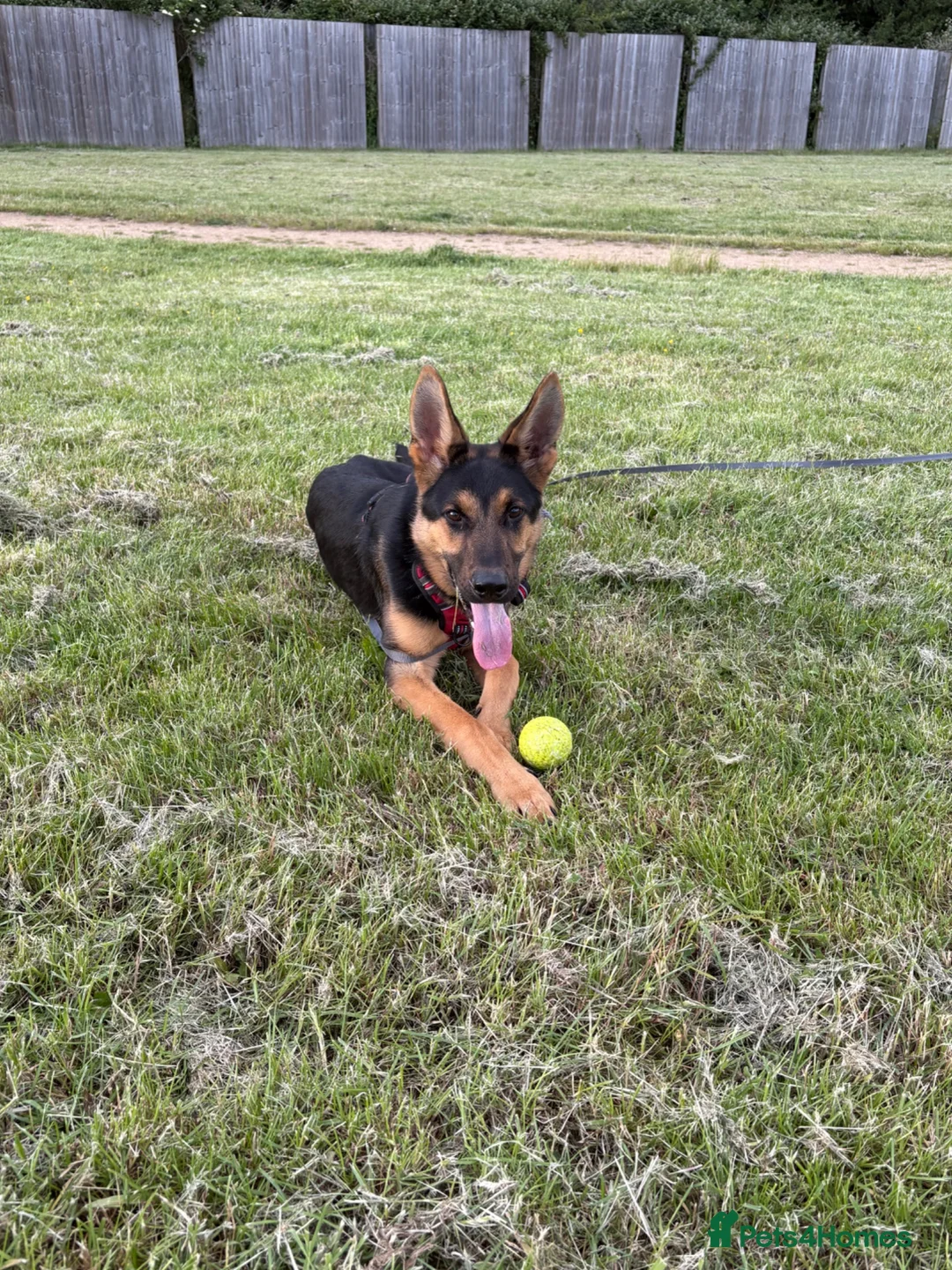 German Shepherd dogs for sale: 8 Month Straight Back German Shepard  - Advert 1
