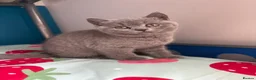British Shorthair cats for sale: British short hair kitten  - Advert 7