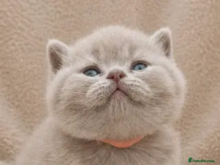 British Shorthair cats GCCF Champion British Shorthairs - Advert 7