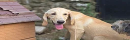 Mixed Breed dogs for adoption: Cantania in Norwich - Advert 5