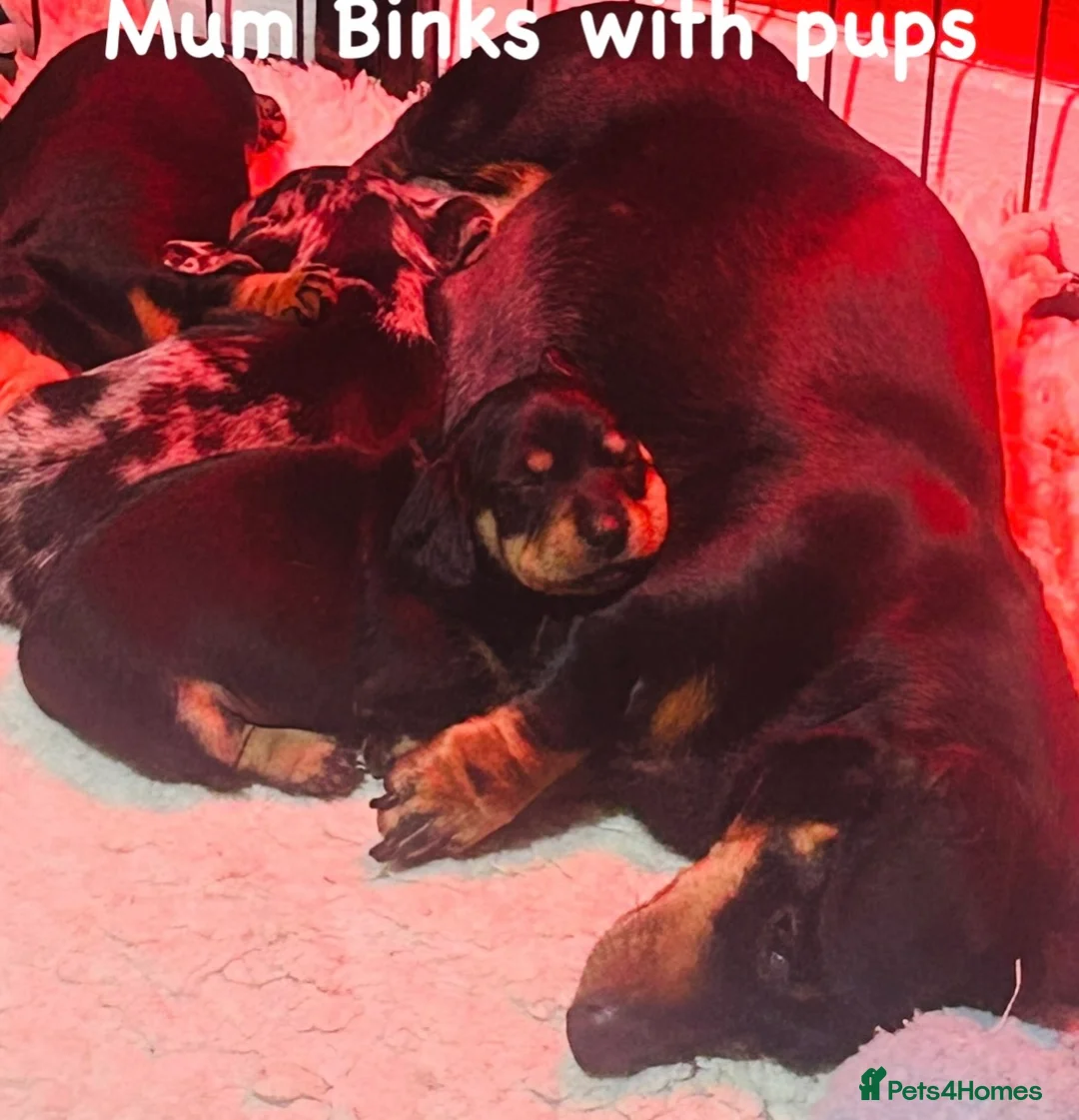 Miniature Dachshund dogs for sale: OUTSTANDING INSTAGRAM MINI DACHSHUNDS  - Advert 12