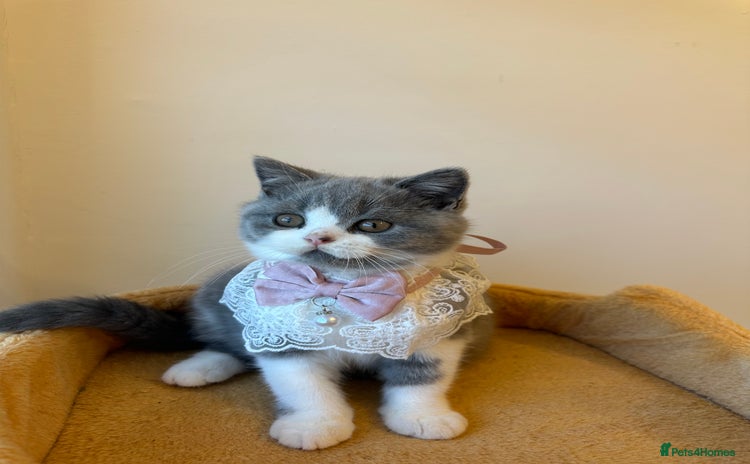 British Shorthair cats - Advert 9