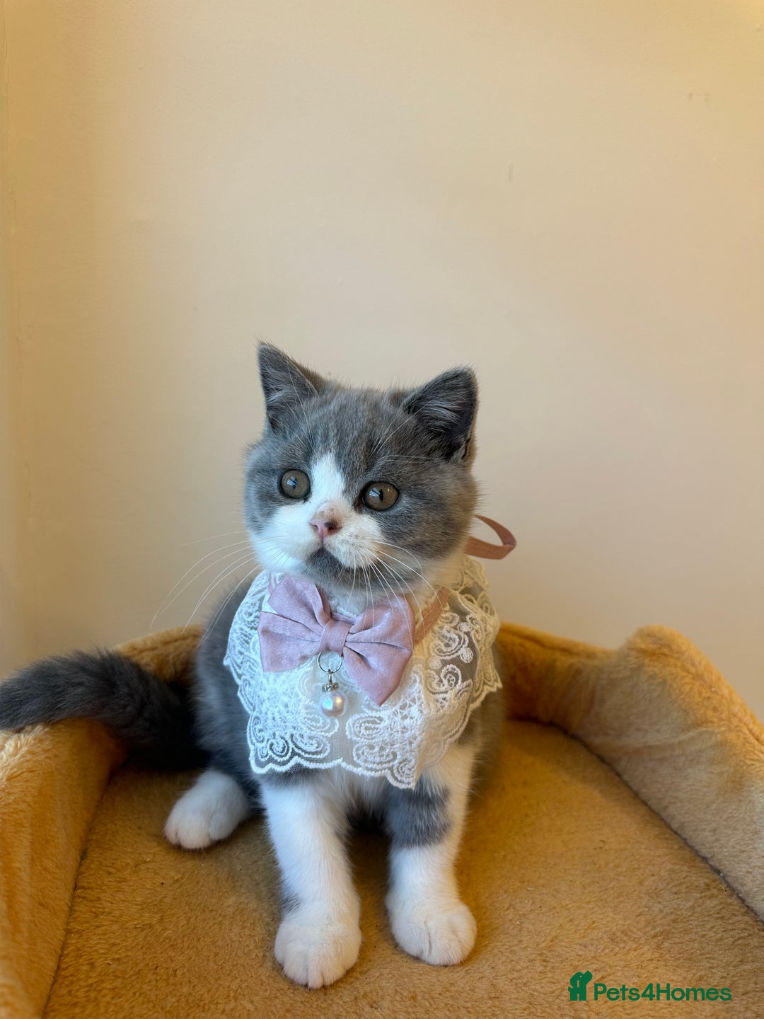 British Shorthair cats for sale: 🐻 STUNNING GIRL GCCF REGISTERED REDUCED LAST 1 🐻 - Image 2