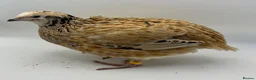 Quail poultry for sale: Jumbo & XL Jumbo POL Quail • Hatched regularly - Advert 3
