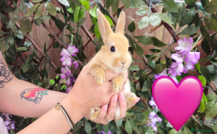 Mini Lop rabbits - Advert 8