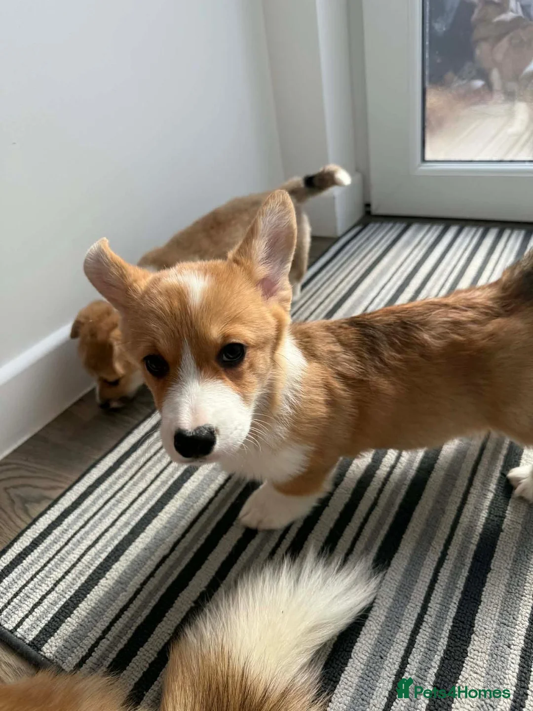 Welsh Corgi Pembroke dogs for sale: Corgi puppys in Cupar - Advert 1