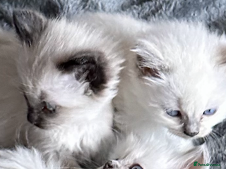 Ragdoll cats 🎀GCCF Heart-Melting Babies🦋 - Advert 11