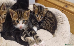 Mixed Breed cats for sale: Stunning kittens available  - Image 4