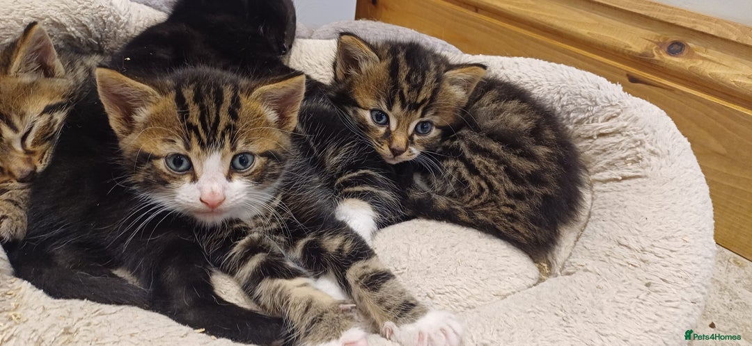 Mixed Breed cats for sale: Stunning kittens available  - Image 4