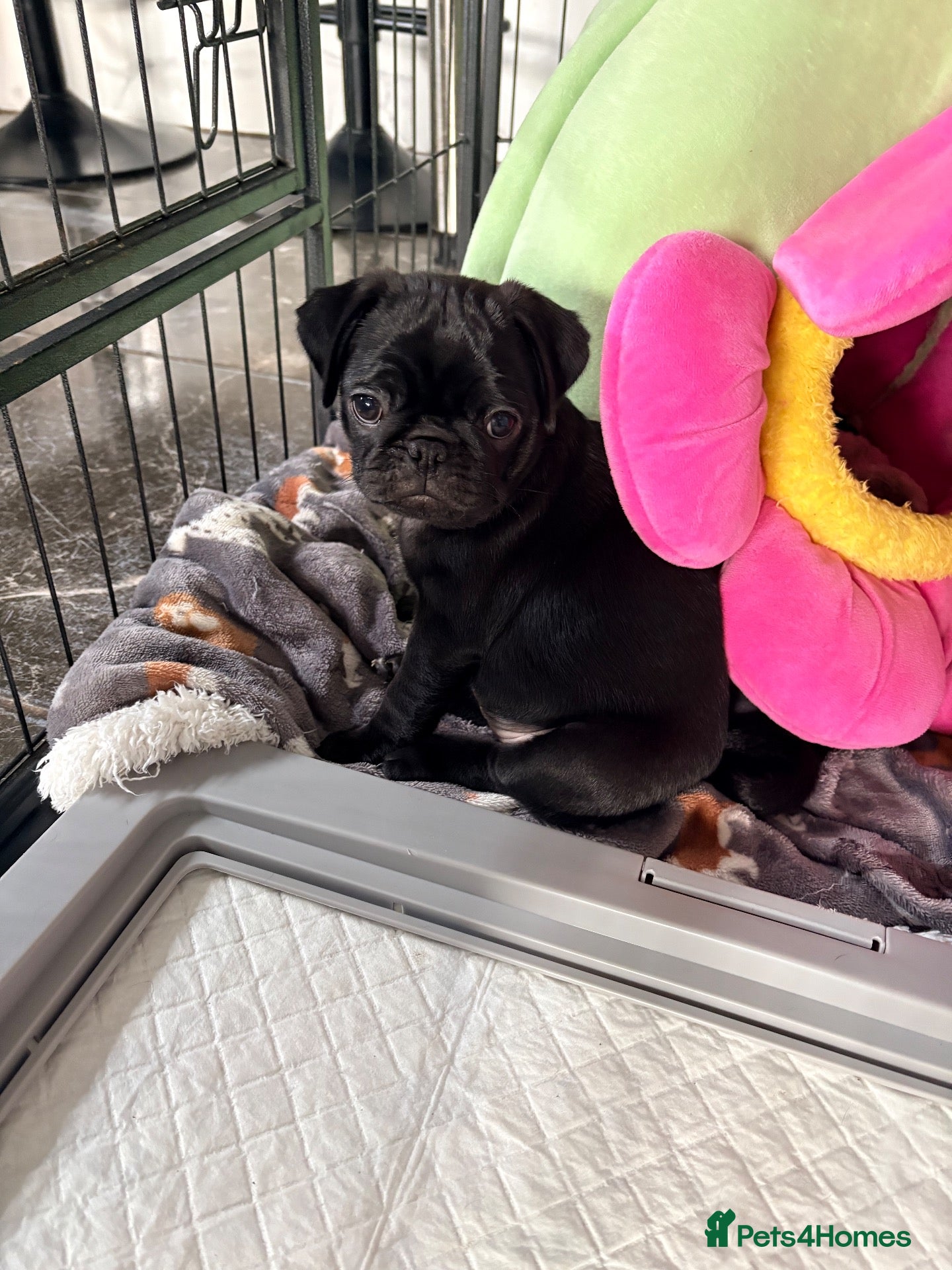 Pug dogs Meet Miss Purple 💜💜💜 black female puppy 8wks :) - Advert 2