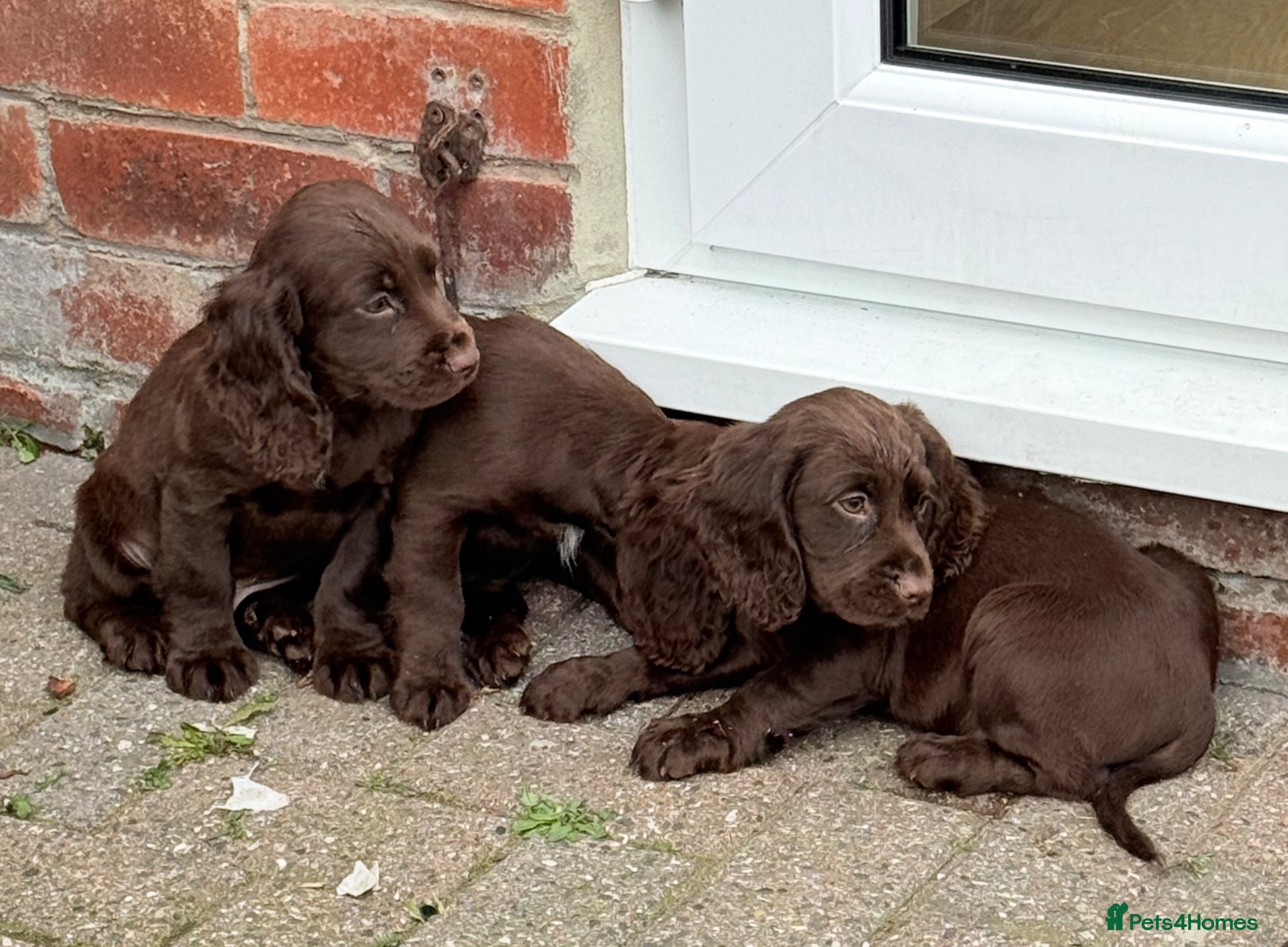 Cocker Spaniel dogs for sale: Cocker spaniel puppies  - Advert 9