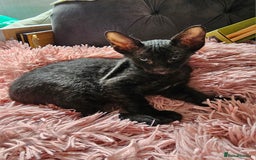 Siamese cats for sale: Siamese X Sphynx kittens - Image 21