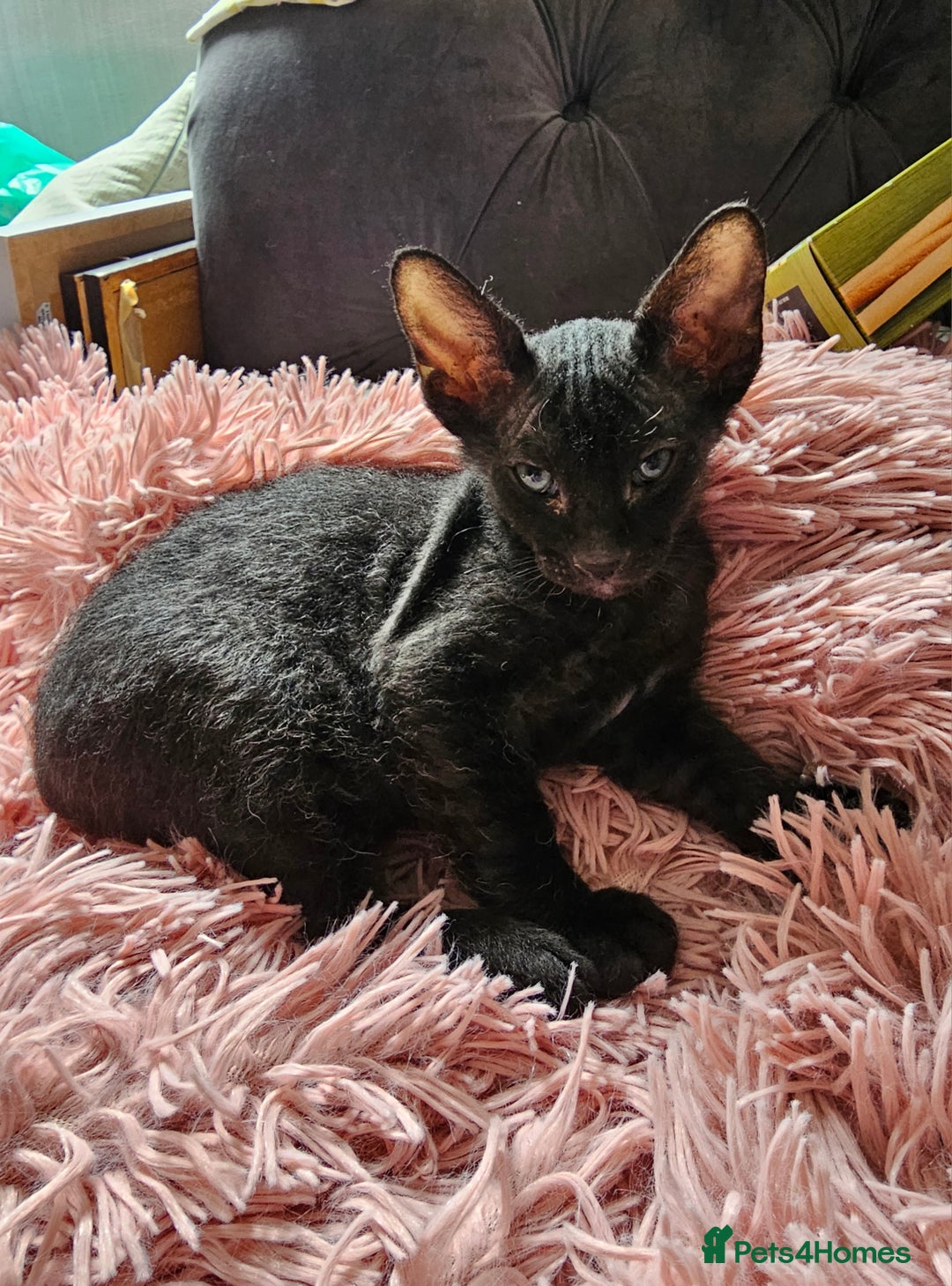 Siamese cats for sale: Siamese X Sphynx kittens - Image 21