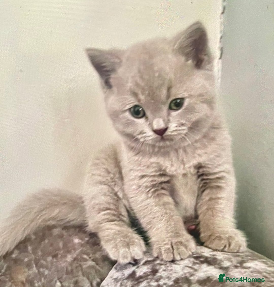 British Shorthair cats for sale: Two cuddly blue boys from loving family home - Image 21