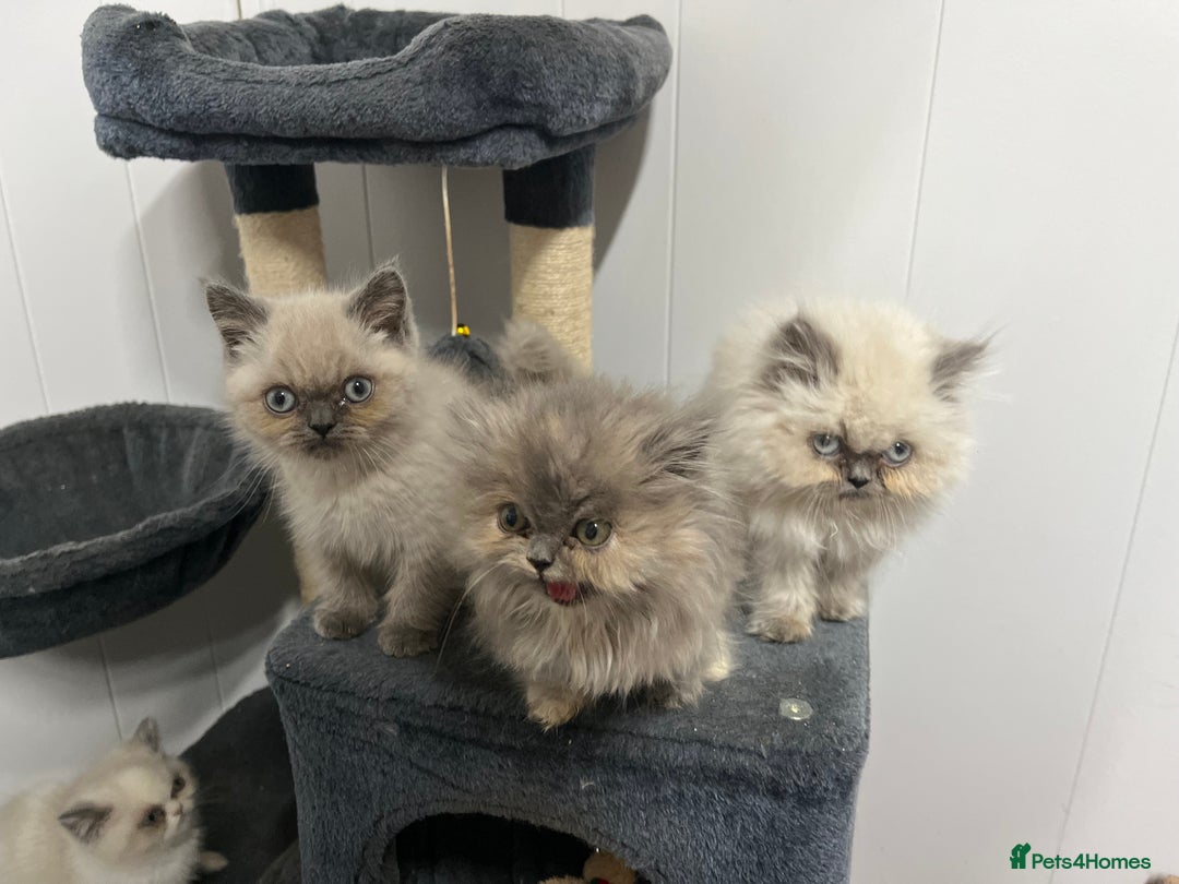 Exotic cats for sale: Stunning Exotic Kittens  - Advert 4