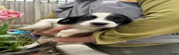 English Springer Spaniel dogs for sale: KC Registered springer spaniel puppies for sale  - Advert 5