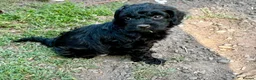 Cockapoo dogs for sale: Beautiful cockapoo pups for sale - Advert 18