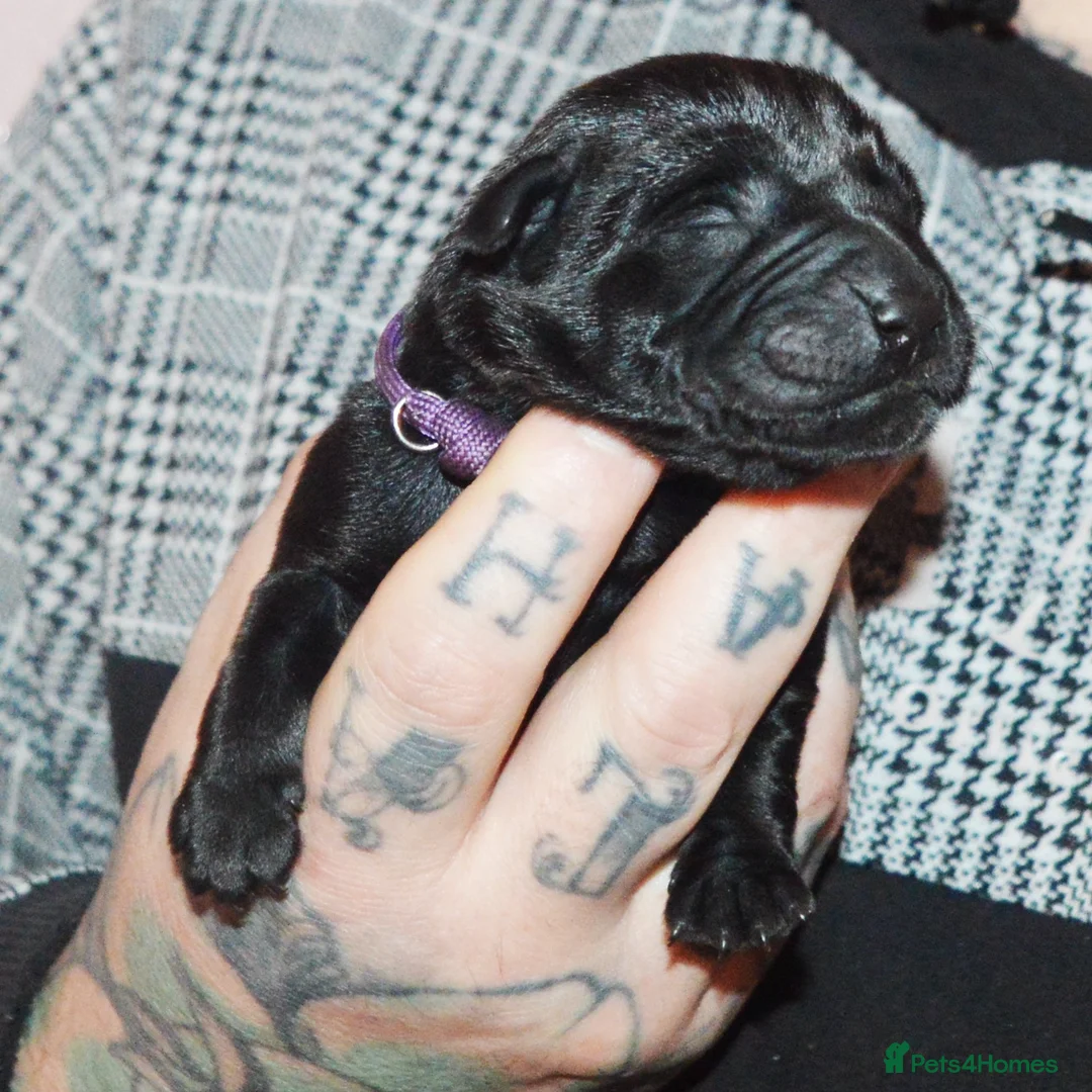 Labrador Retriever dogs for sale: FULLY HEALTH TESTED KC STUNNING CHUNKY LABRADORS  - Advert 11