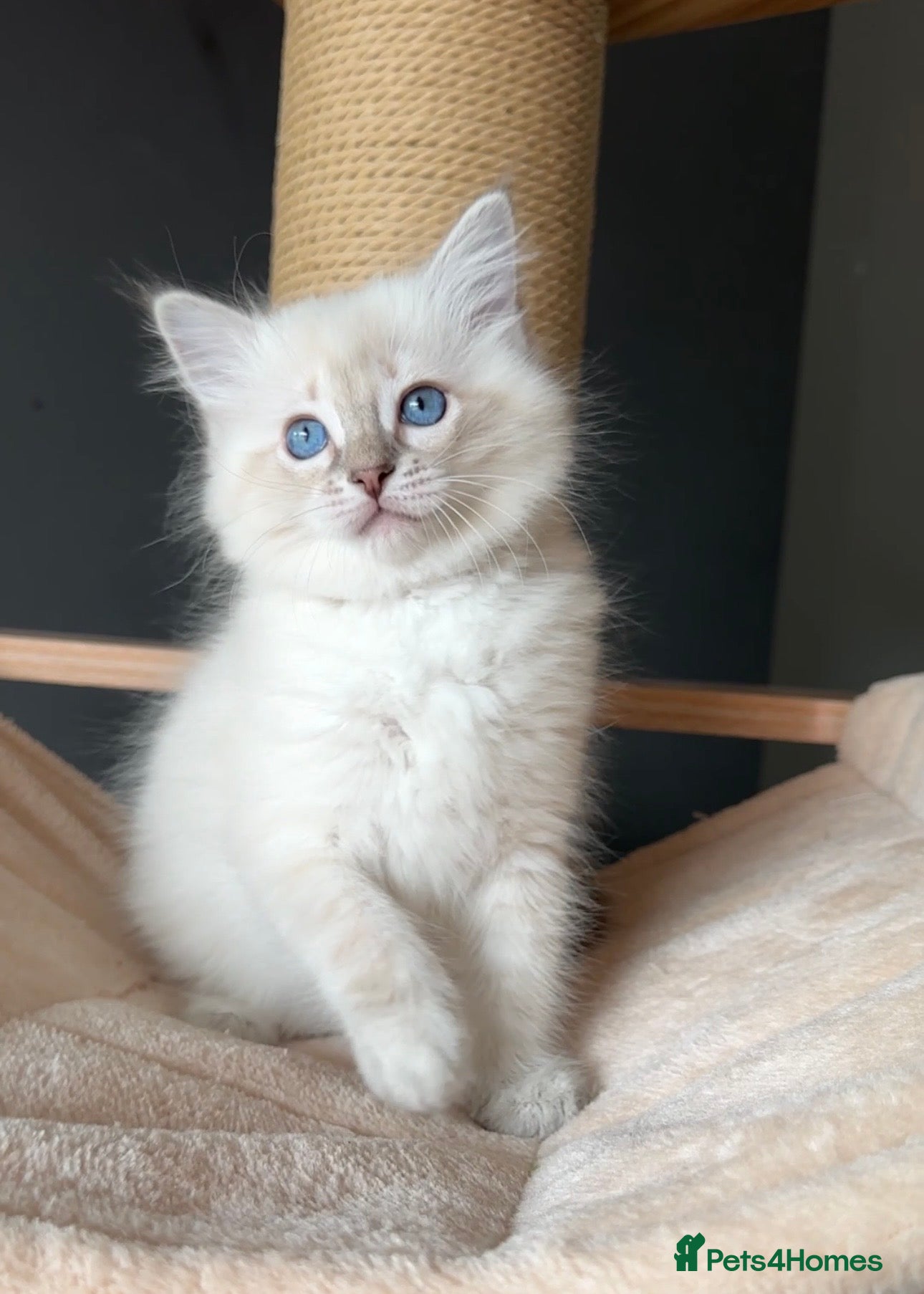 Ragdoll cats for sale: Ragdoll Kittens GCCF & Health Tested  - Advert 12