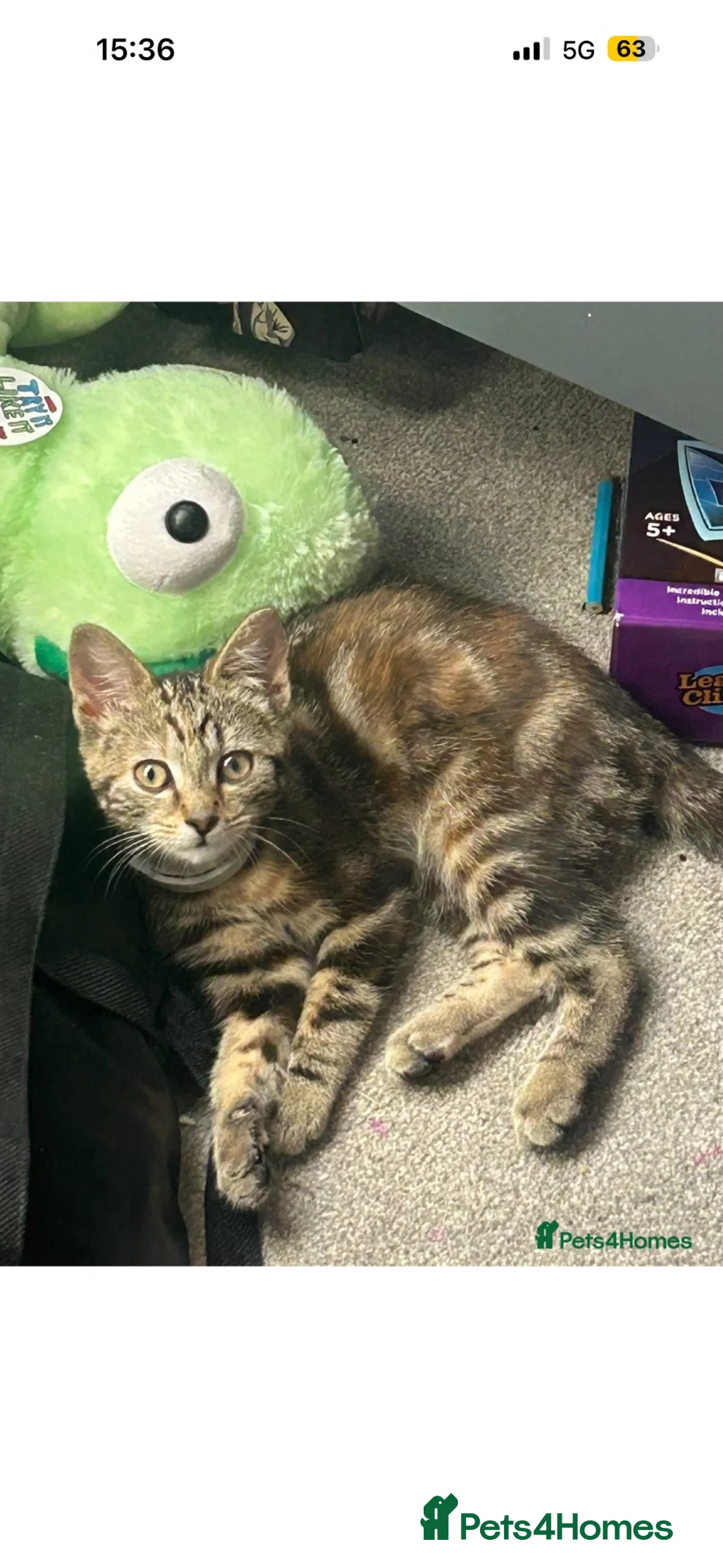 Domestic Shorthair cats for sale: Urgent Cat for Sale (Collection available today) - Advert 3