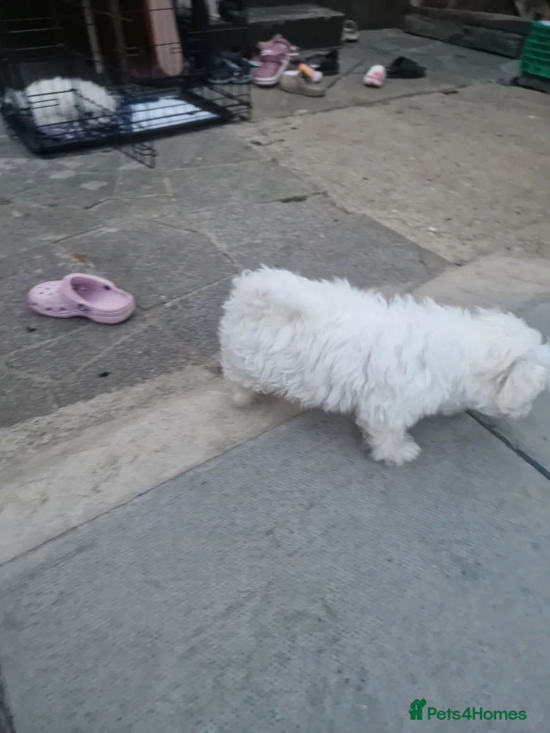 Havanese dogs for sale: Bichon havanese puppies - Advert 12