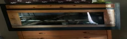 Boa Snake reptiles for sale: Amazon tree boa for sale in Wokingham - Advert 2