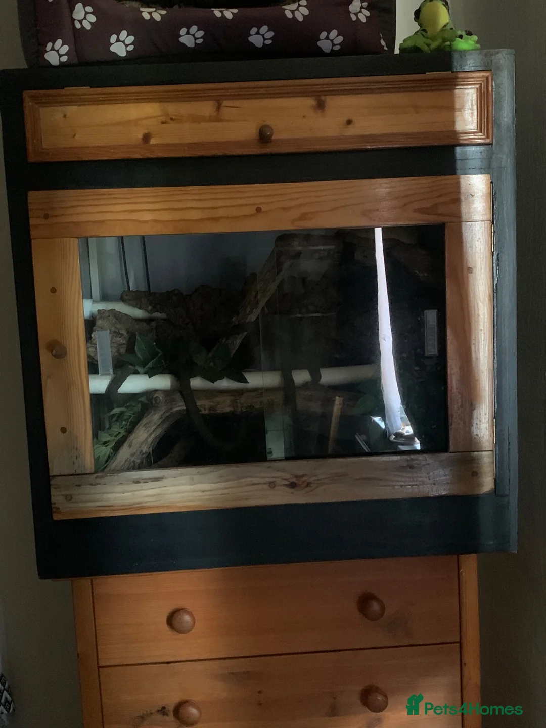 Boa Snake reptiles for sale: Amazon tree boa for sale in Wokingham - Advert 2
