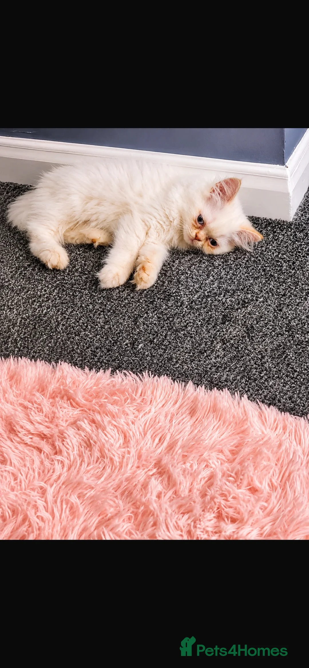 Persian cats for sale: Persian Kitten For Sale  in Louth - Advert 2