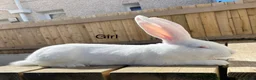 Continental Giant rabbits for sale: 💖 11 week old continental giants💖 - Advert 5