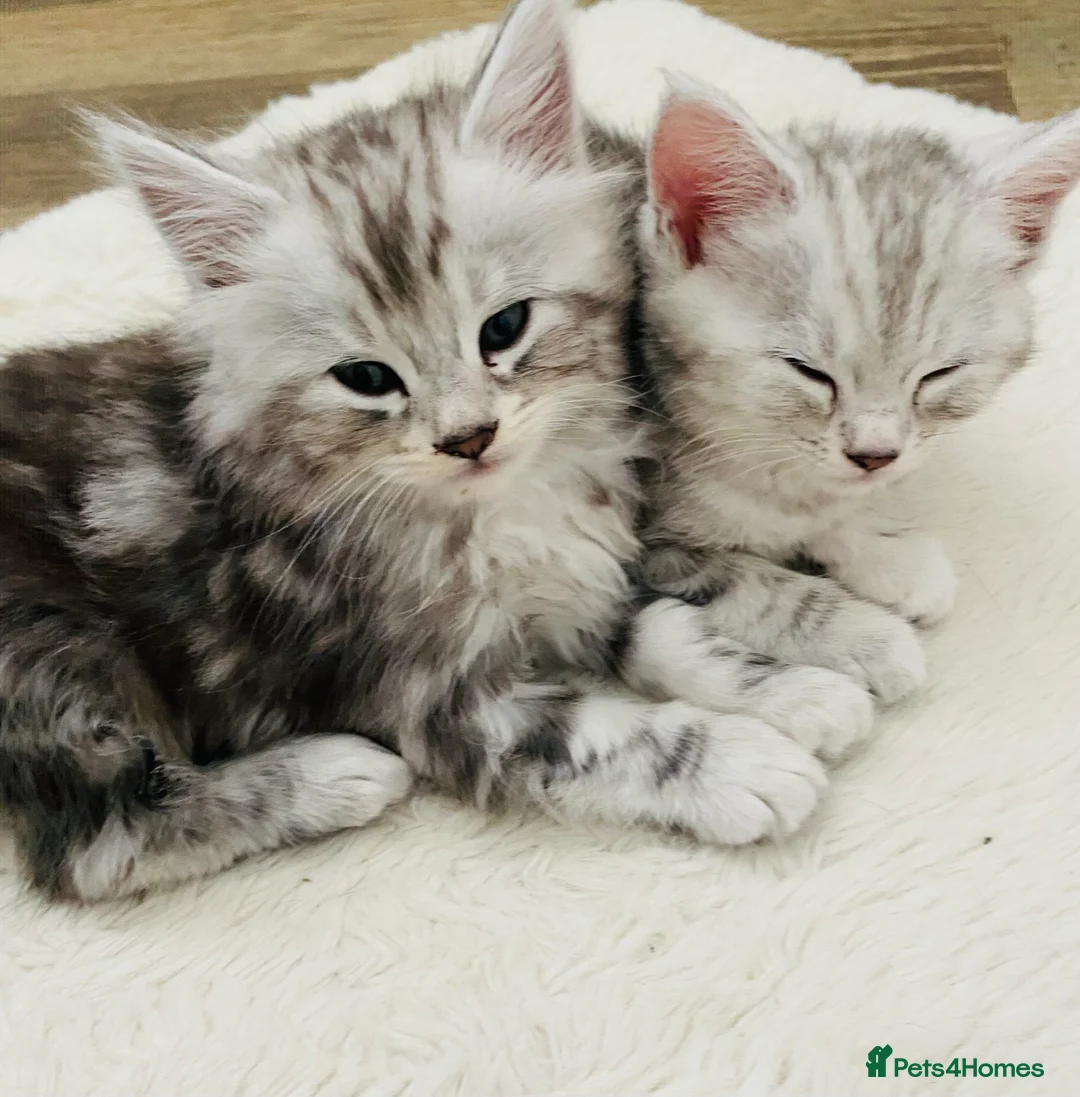 Mixed Breed cats for sale:  ** ’s Kittens 💝  - Advert 2