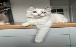 Ragdoll cats for sale: Registered Ragdoll kittens for sale - Image 20