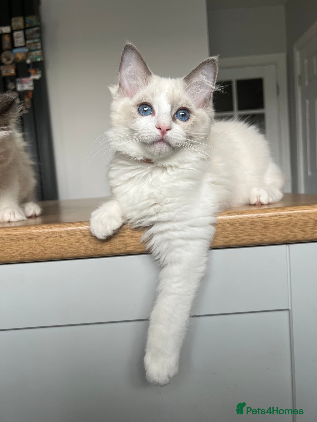 Ragdoll cats for sale: Registered Ragdoll kittens for sale - Image 20