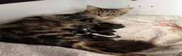 Mixed Breed cats for sale: Maine coon kittens x6 available from 8th May - Advert 1