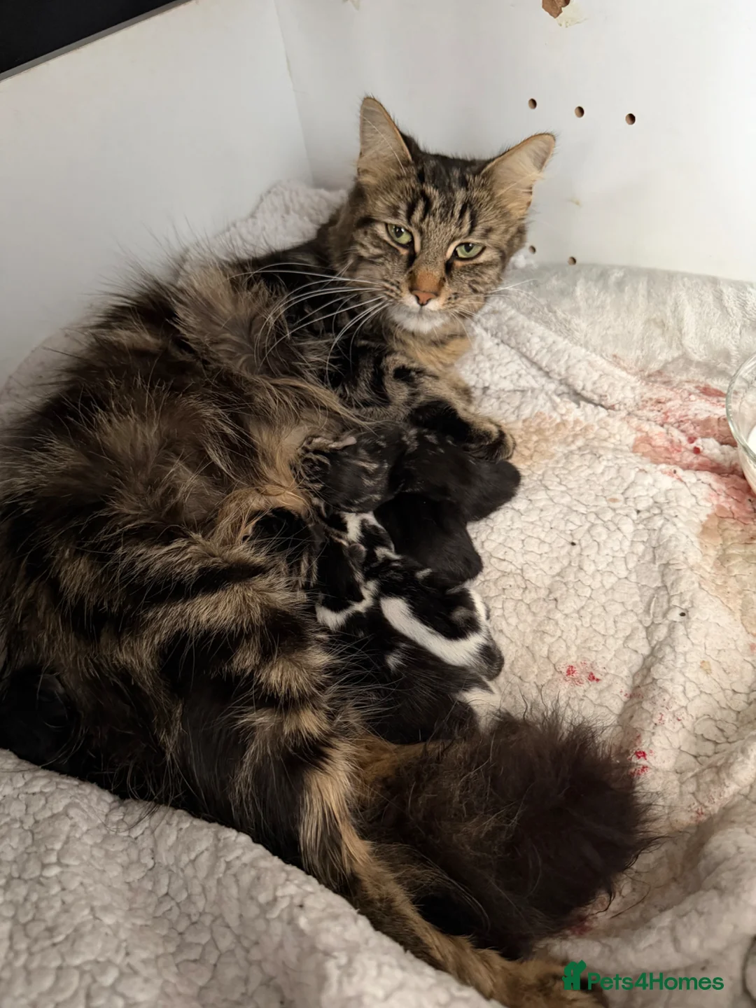Mixed Breed cats for sale: Maine coon kittens x6 available from 8th May - Advert 1