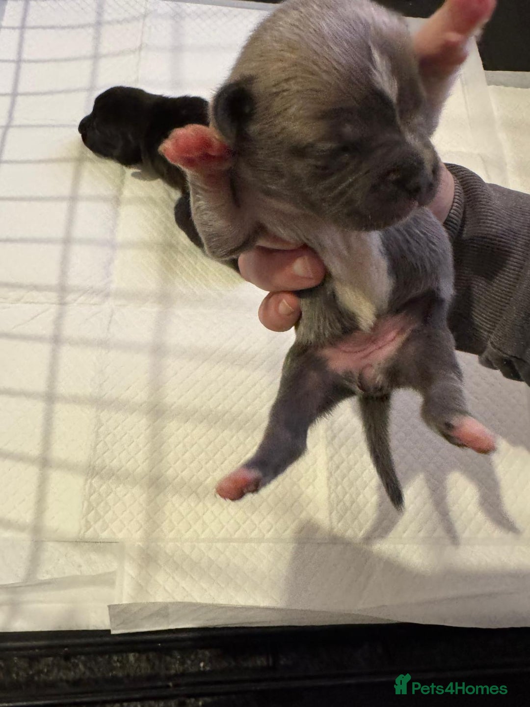 Mixed Breed dogs for sale: Staffordshire terrier puppies  - Image 6