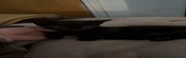 Black kitten 