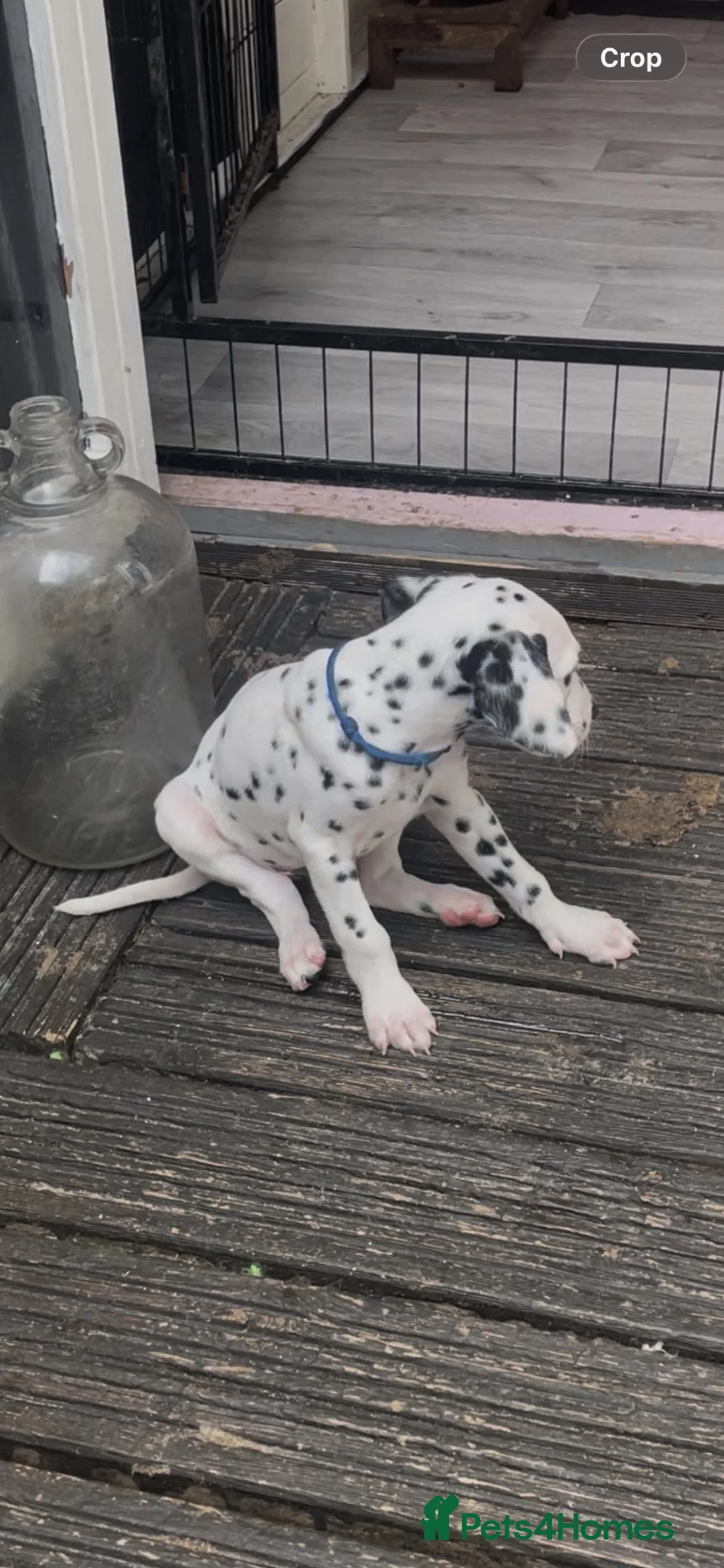 Dalmatian dogs for sale: Dalmation puppies 3 Left  - Advert 1