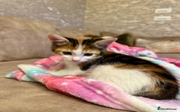 Mixed Breed cats for sale: Super cute and well behaved kittens - Image 5