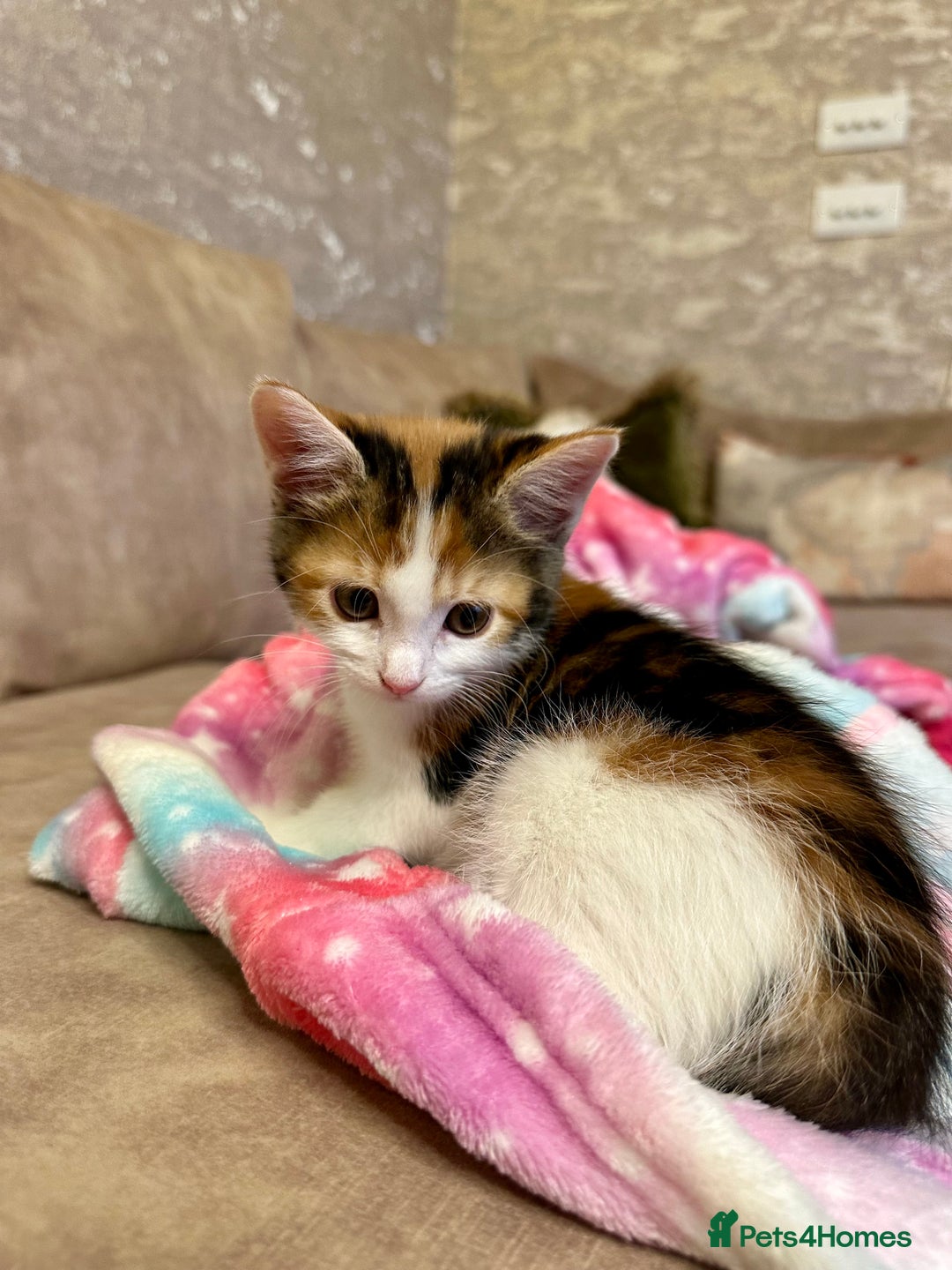 Mixed Breed cats for sale: Super cute and well behaved kittens - Image 5