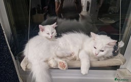 Maine Coon cats for sale: Kittens - Image 1