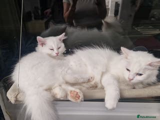 Maine Coon cats Kittens - Advert 12