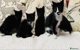 Mixed Breed cats for sale: Kittens  - Image 1