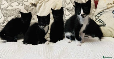 Mixed Breed cats - Advert 11
