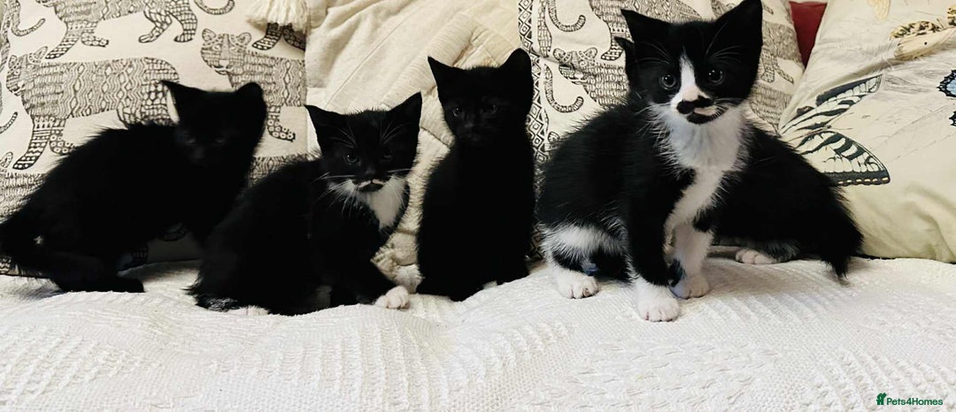 Mixed Breed cats for sale: Kittens  - Image 1