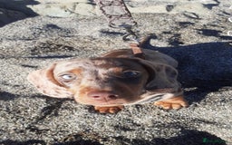 Miniature Dachshund dogs for stud: STUNNING MINI DACHSHUND STUD - Image 2