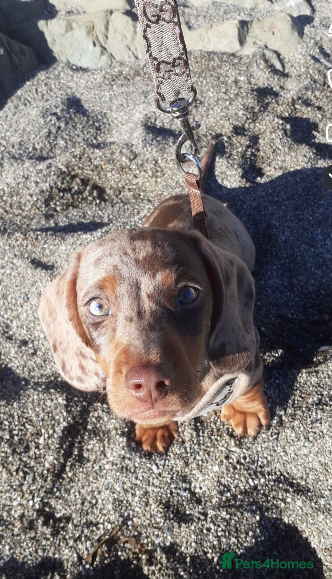 Miniature Dachshund dogs for stud: STUNNING MINI DACHSHUND STUD - Image 2
