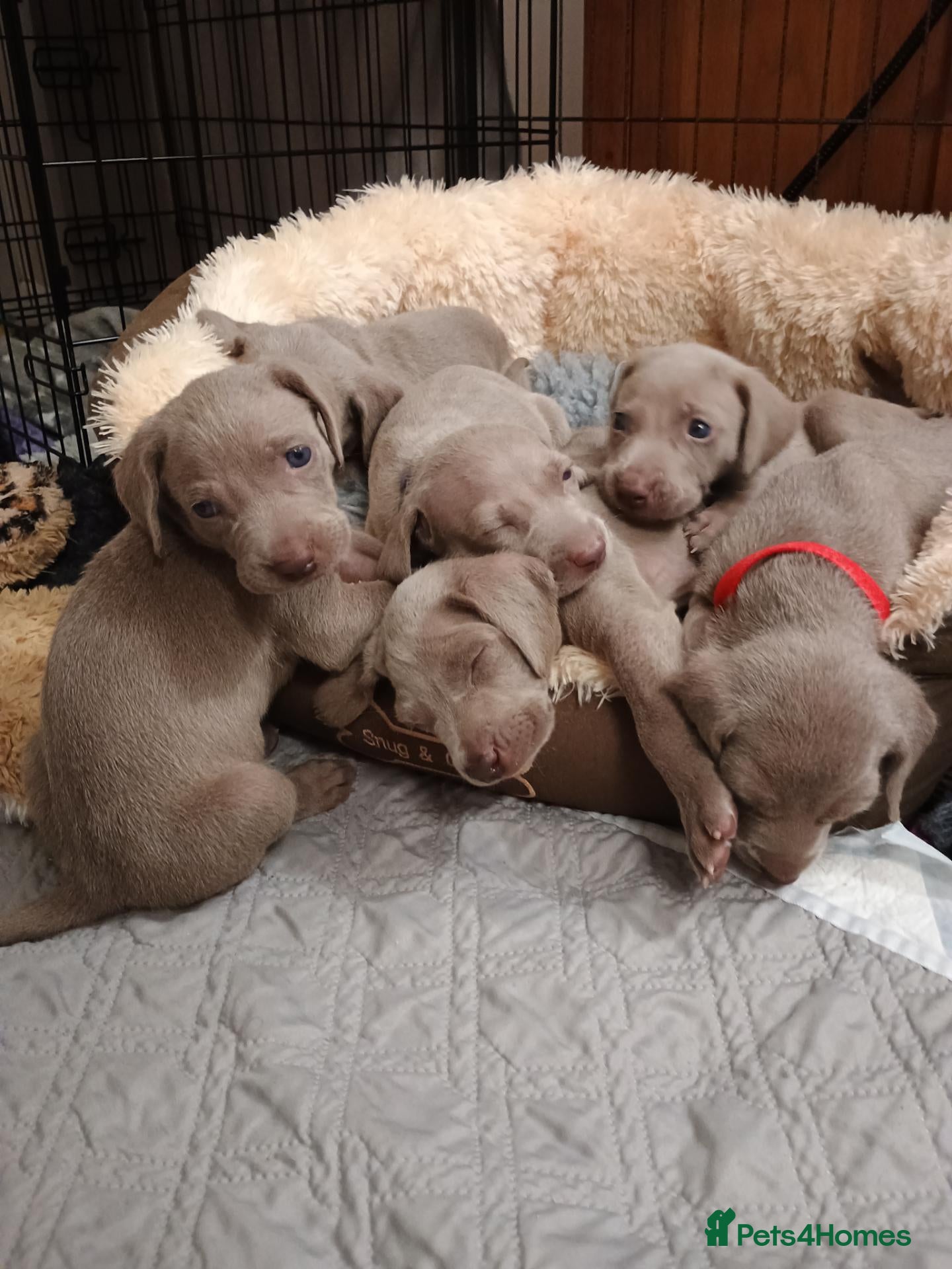 Weimaraner dogs  Beautiful KC Reg Puppies. Parents hip scored.  - Advert 2