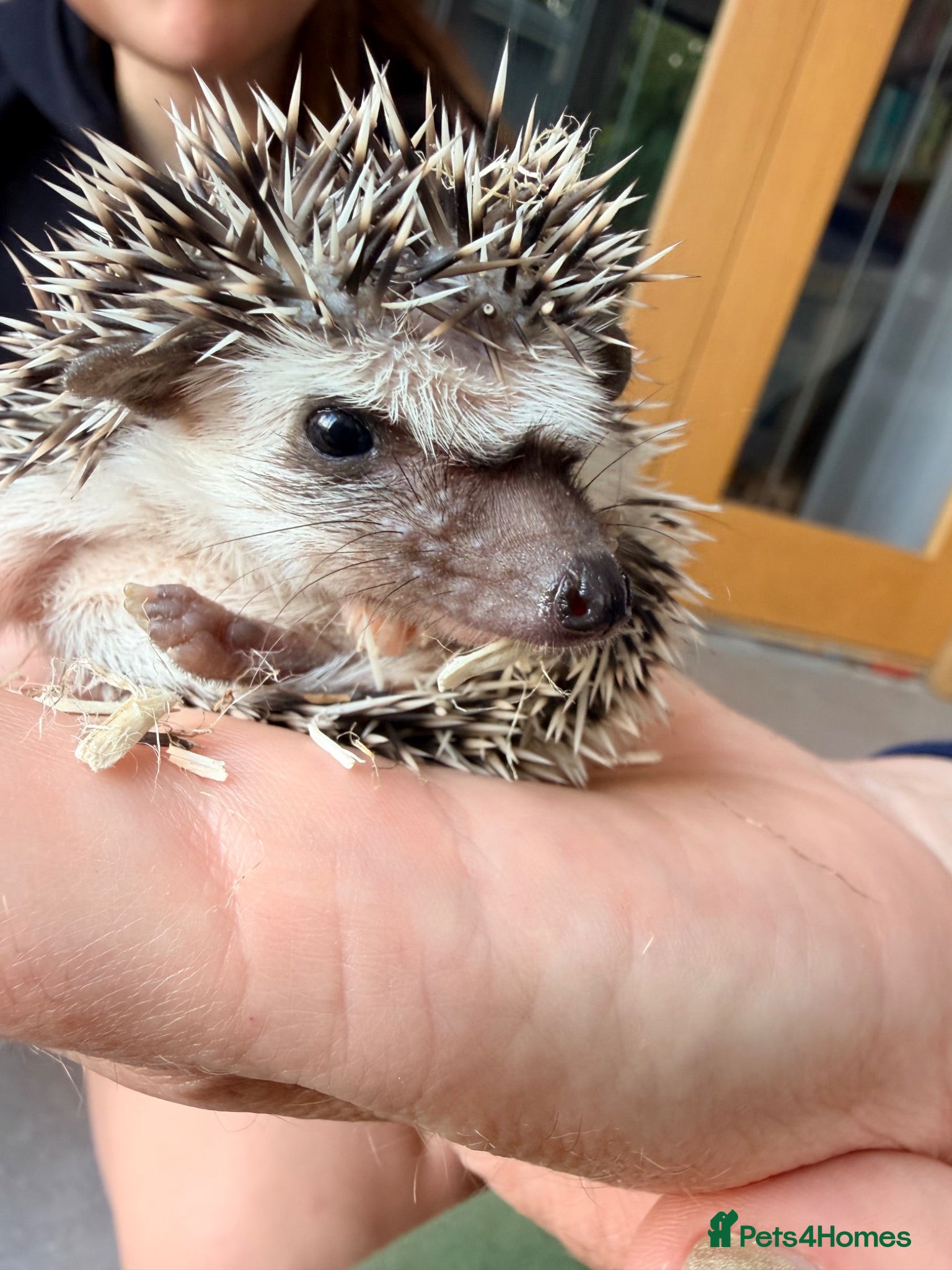 Pygmy Hedgehog rodents Stunning little baby African pigmy hedgehogs  - Advert 2