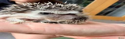 Pygmy Hedgehog rodents for sale: Stunning little baby African pigmy hedgehogs  - Advert 2