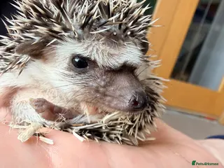 Pygmy Hedgehog rodents Stunning little baby African pigmy hedgehogs - Advert 2